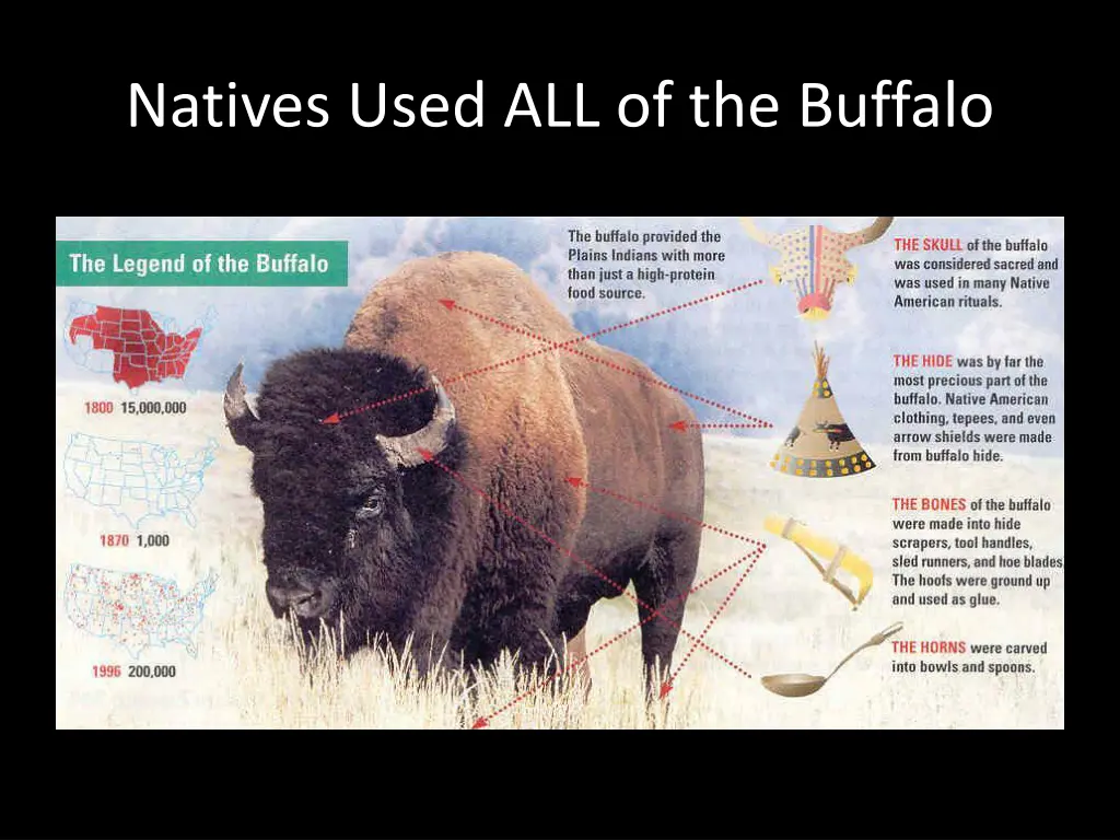 natives used all of the buffalo