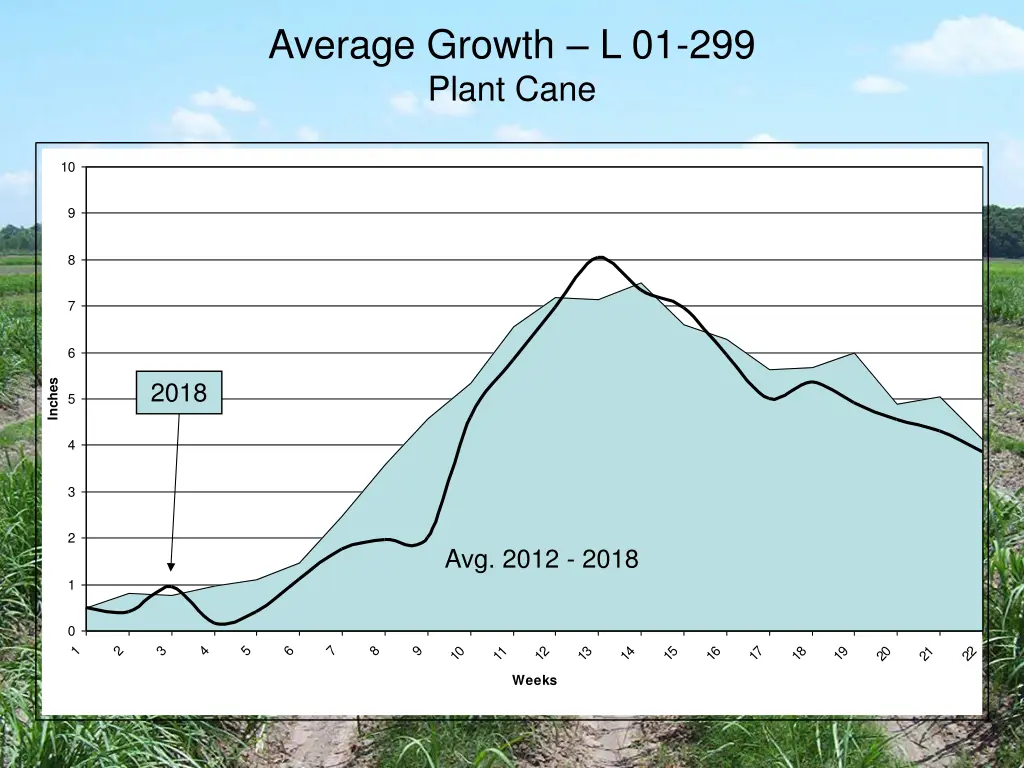 average growth l 01 299 plant cane