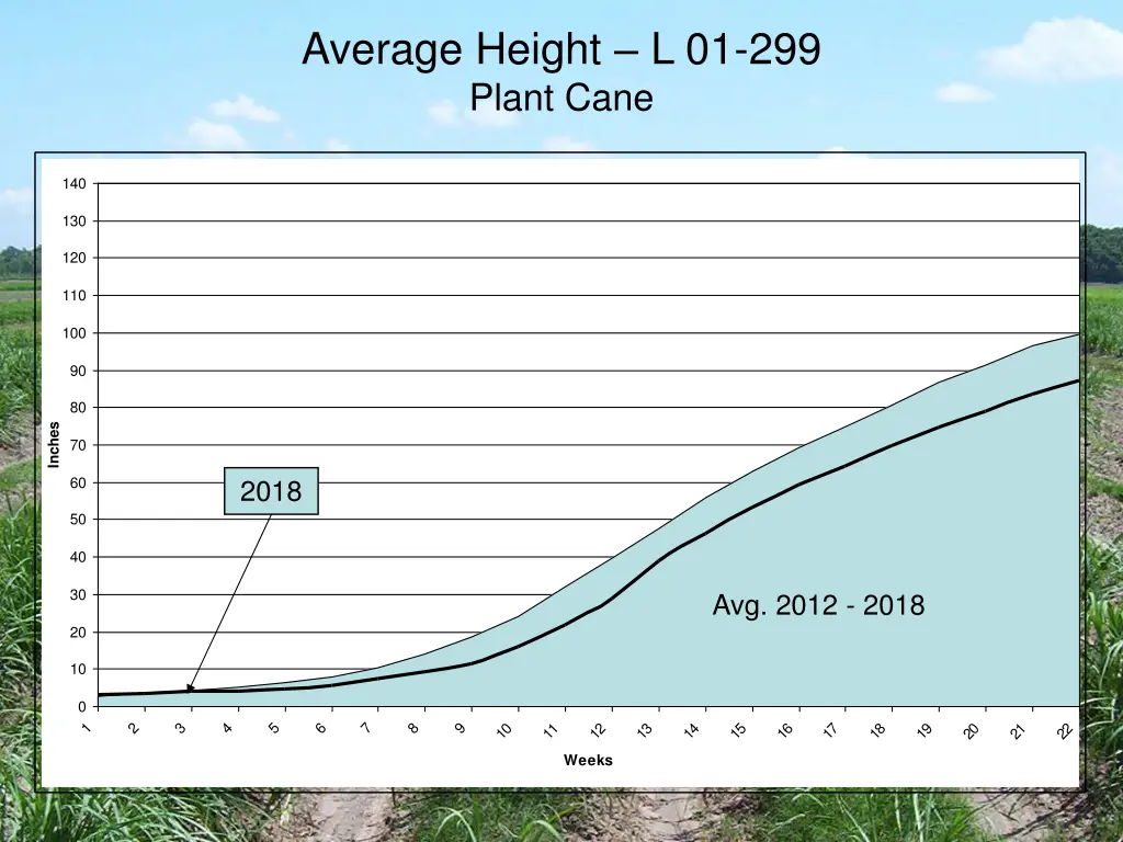 average height l 01 299 plant cane