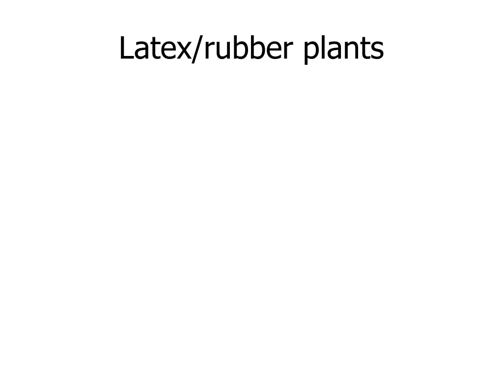 latex rubber plants