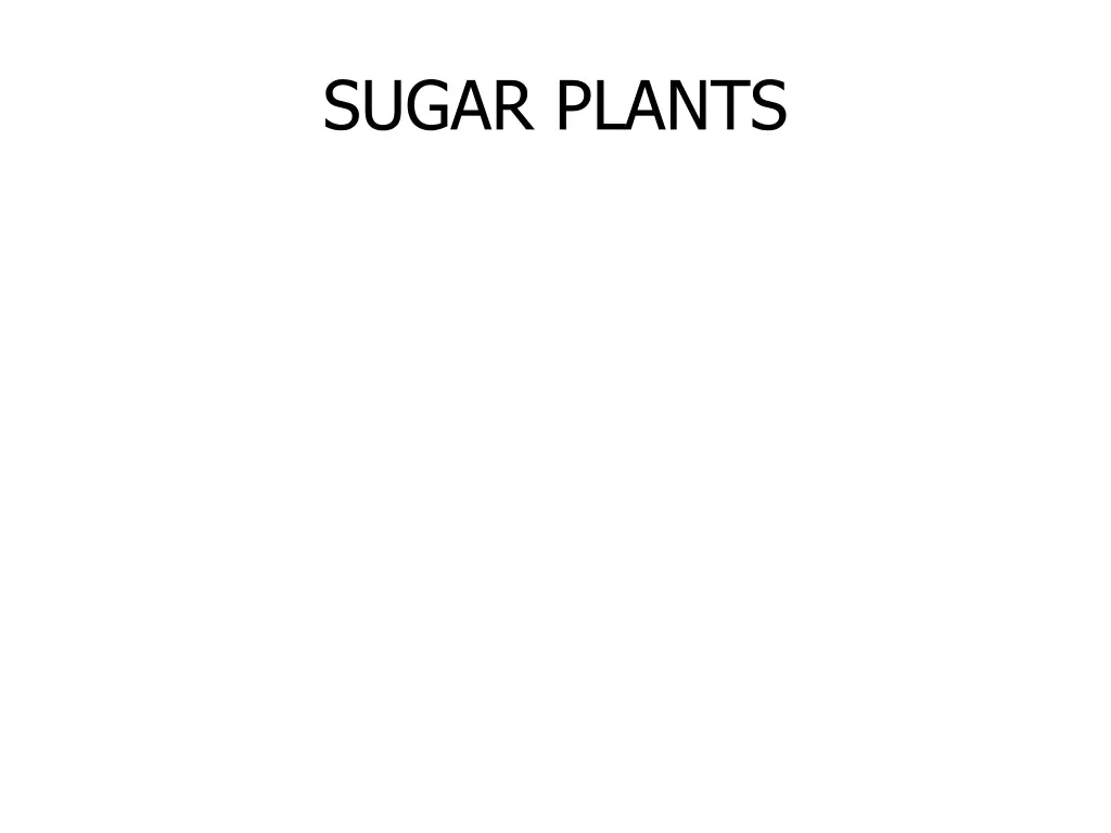 sugar plants 1