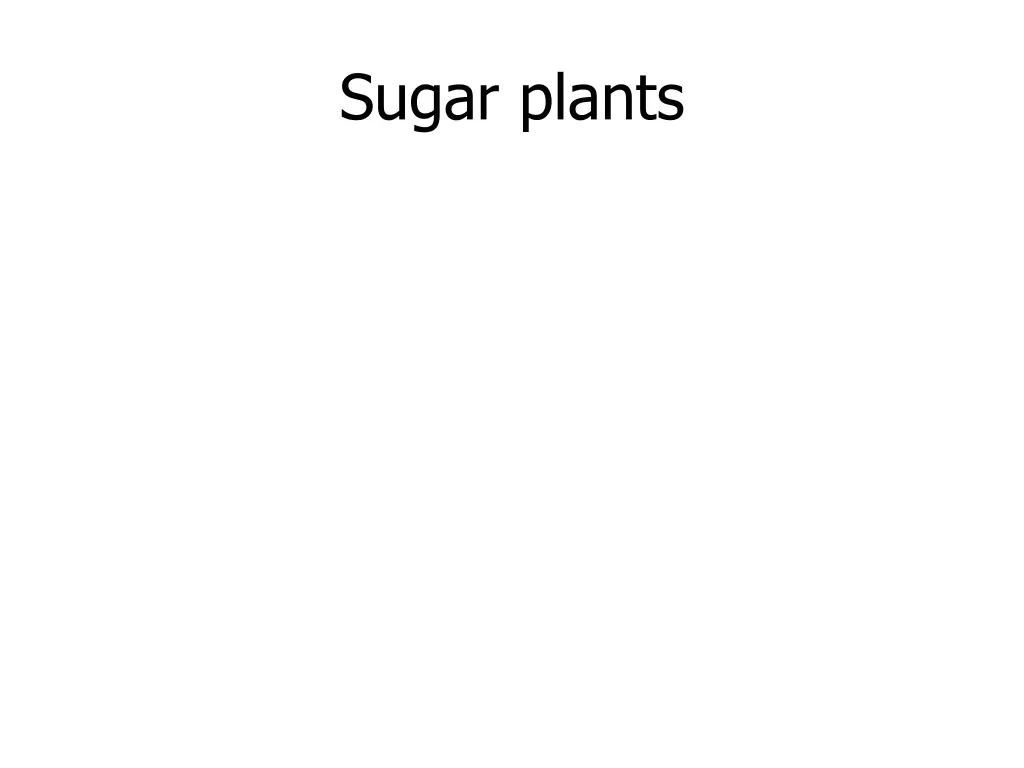 sugar plants
