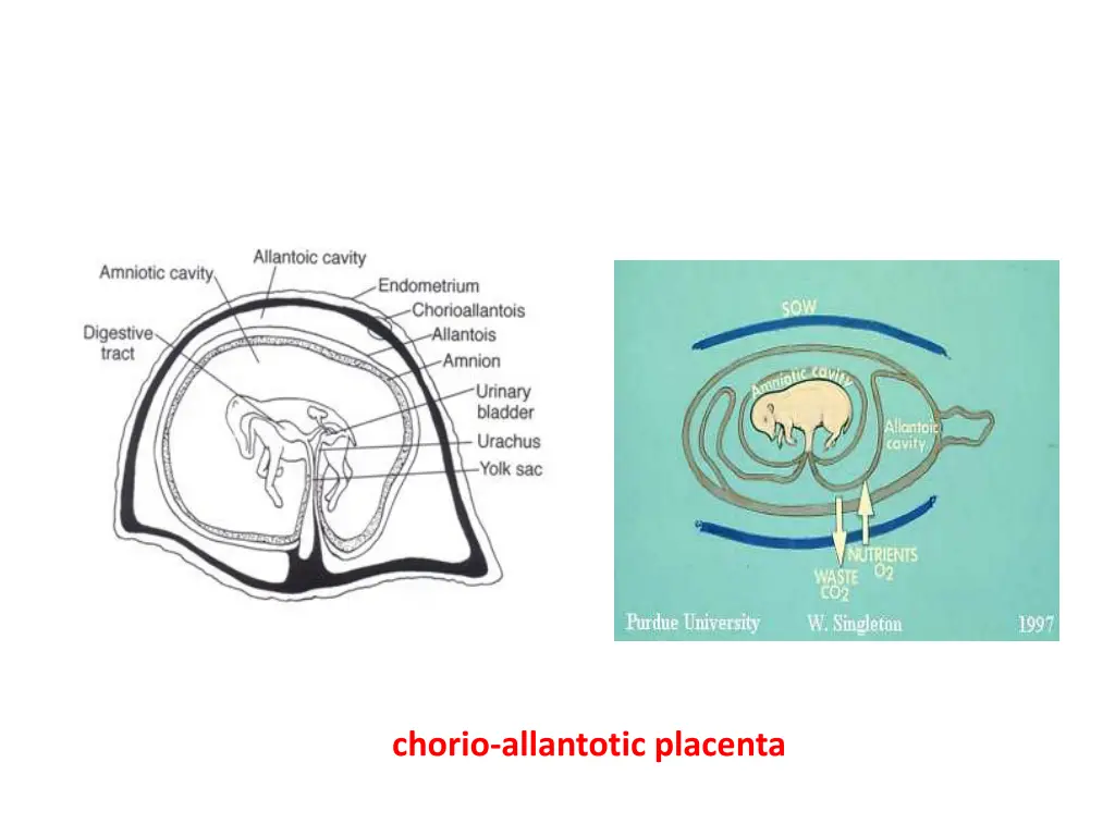 chorio allantotic placenta
