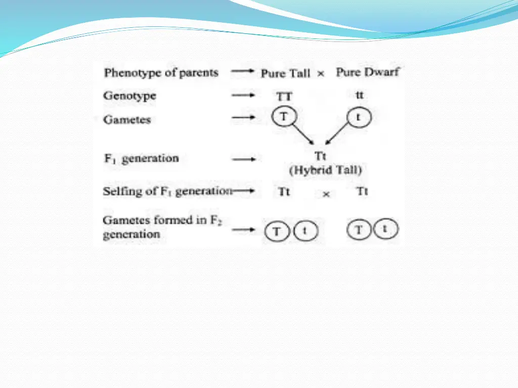 slide15