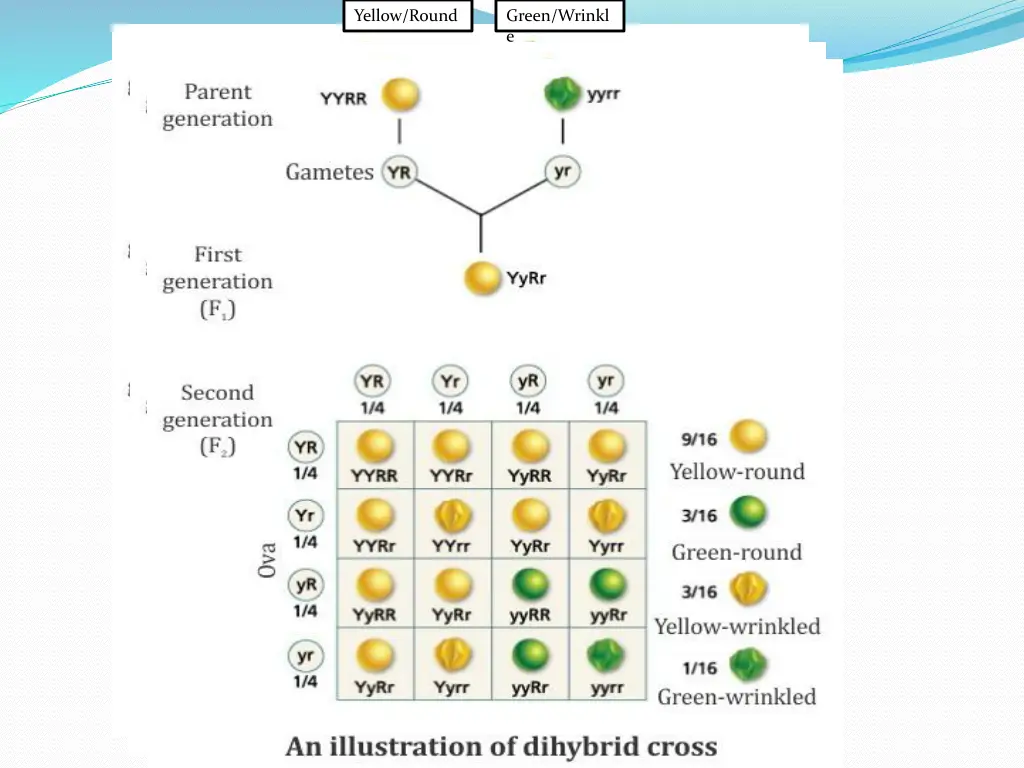 yellow round