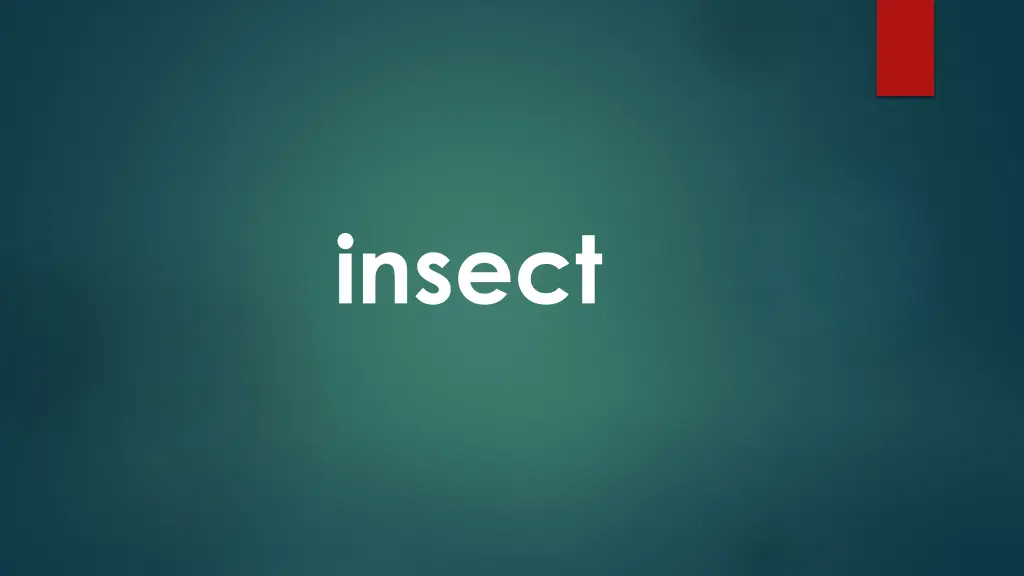 insect