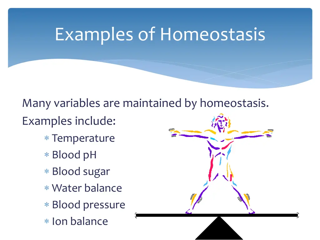examples of homeostasis 1