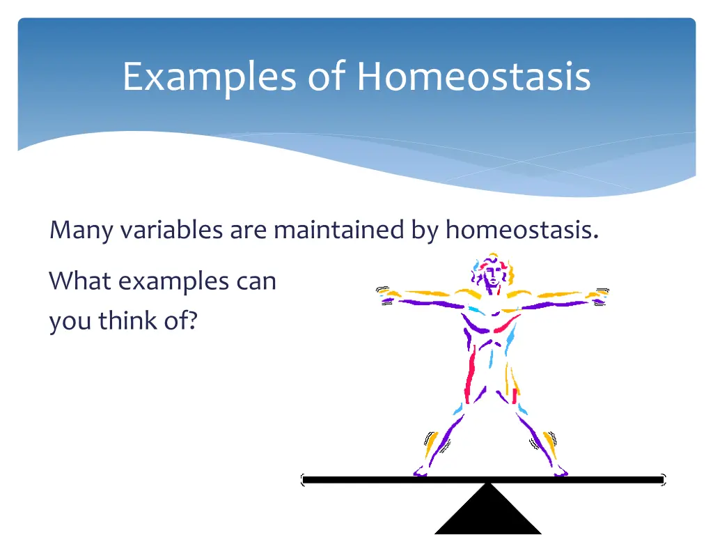 examples of homeostasis