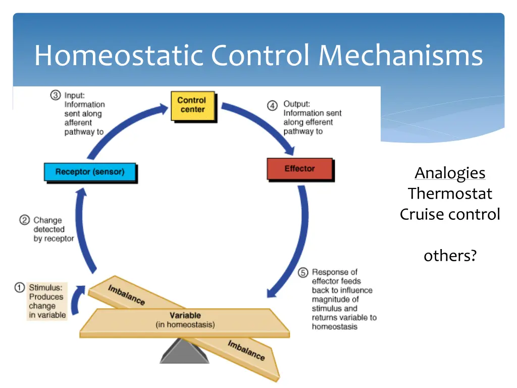 homeostatic control mechanisms 1