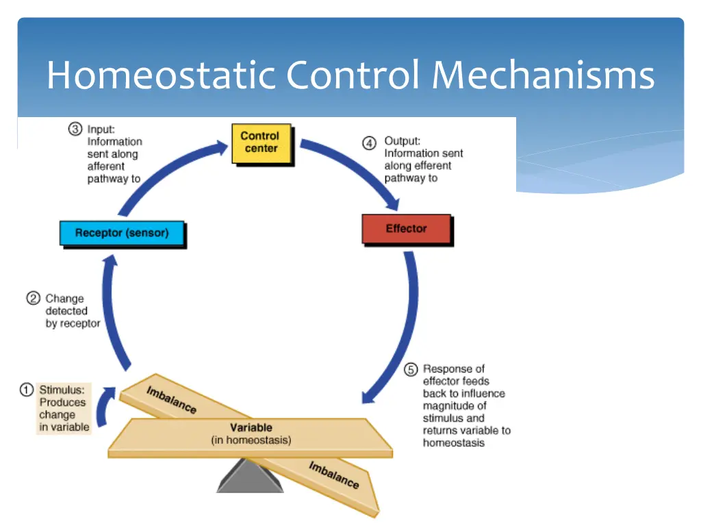 homeostatic control mechanisms