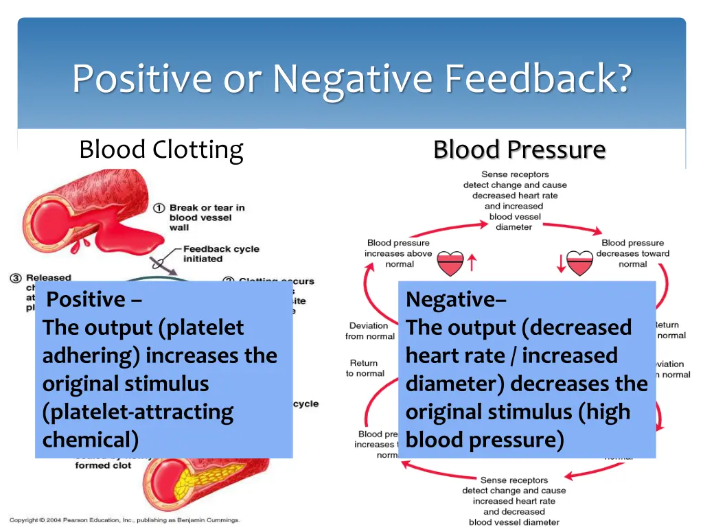 positive or negative feedback 1