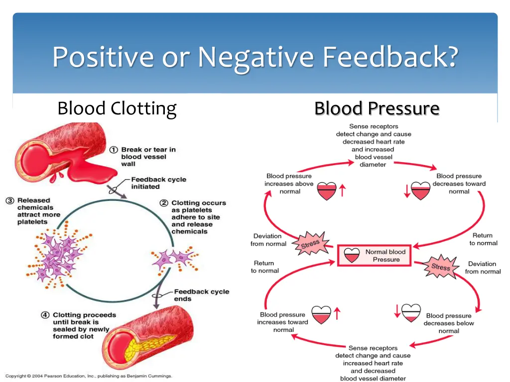 positive or negative feedback