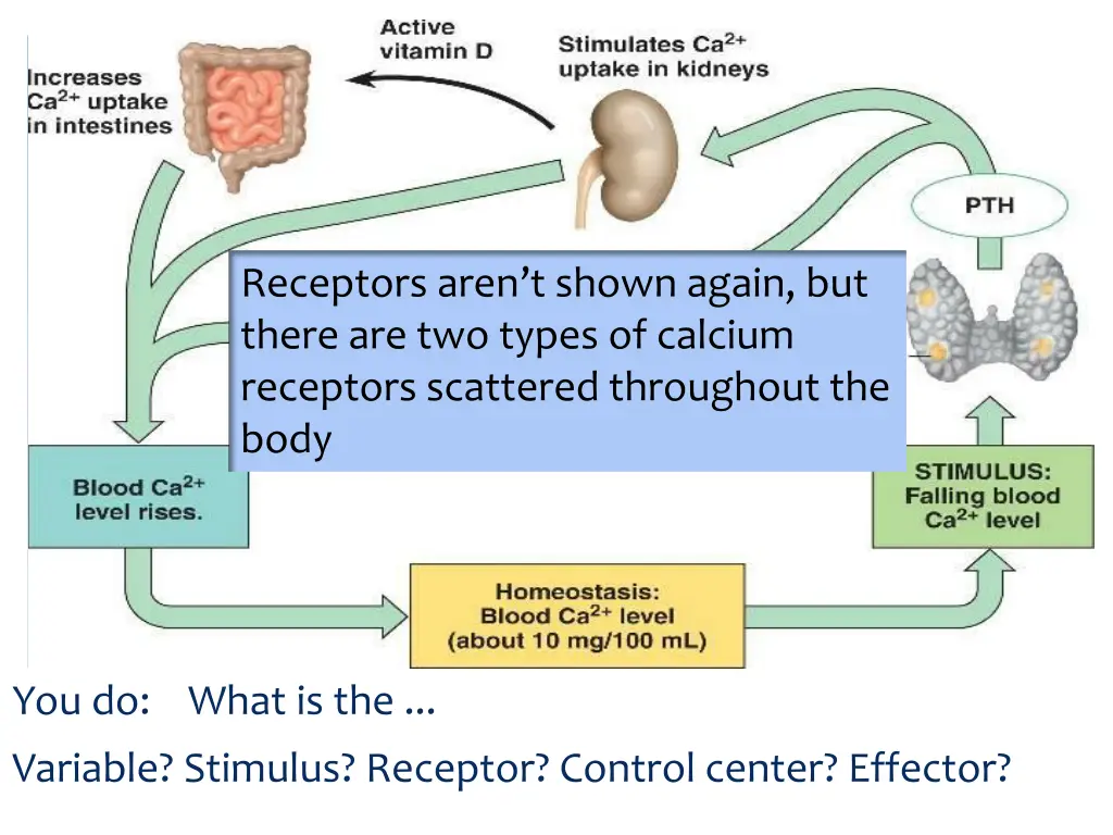 receptors aren t shown again but there