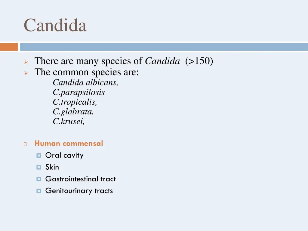 candida 1