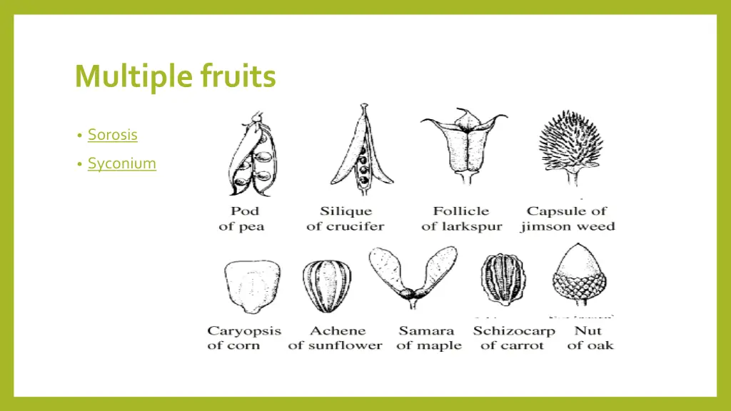 multiple fruits