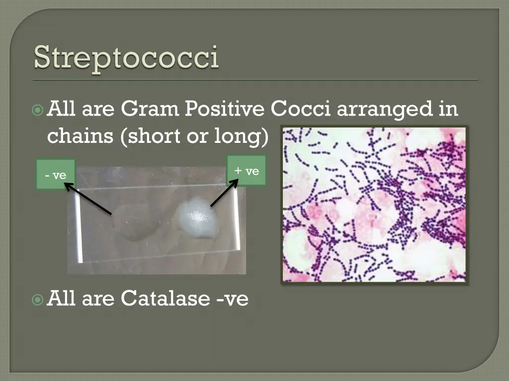all are gram positive cocci arranged in chains