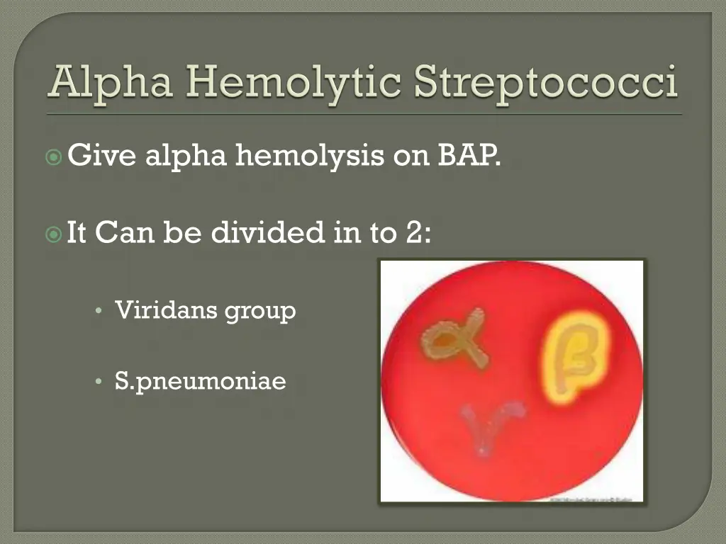 give alpha hemolysis on bap