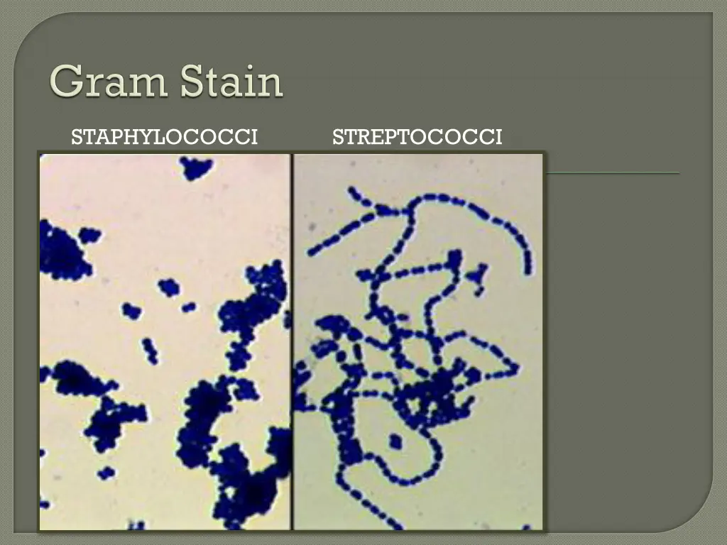 staphylococci