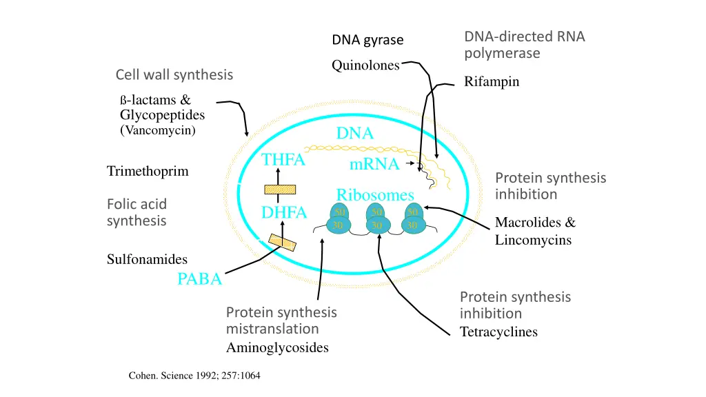 dna directed rna polymerase
