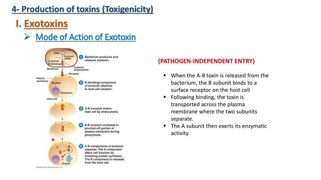 4 production of toxins toxigenicity 7