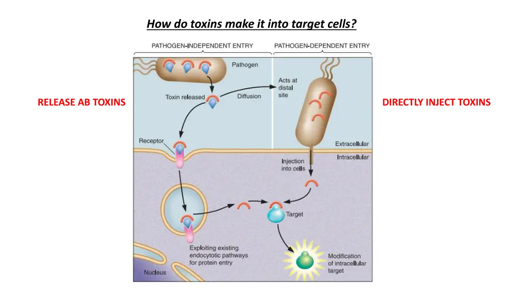 how do toxins make it into target cells