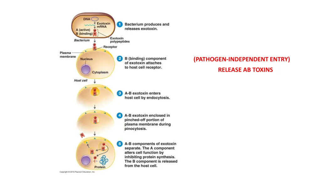 pathogen independent entry