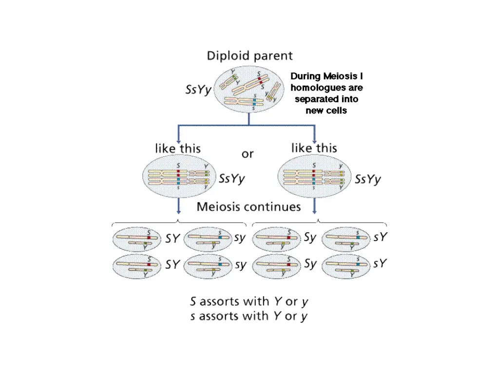 slide29