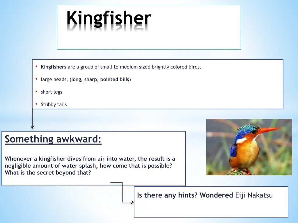 kingfisher