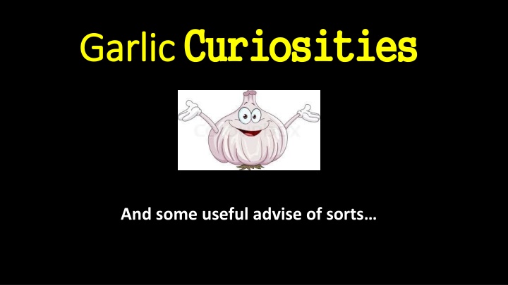 garlic garlic curiosities curiosities