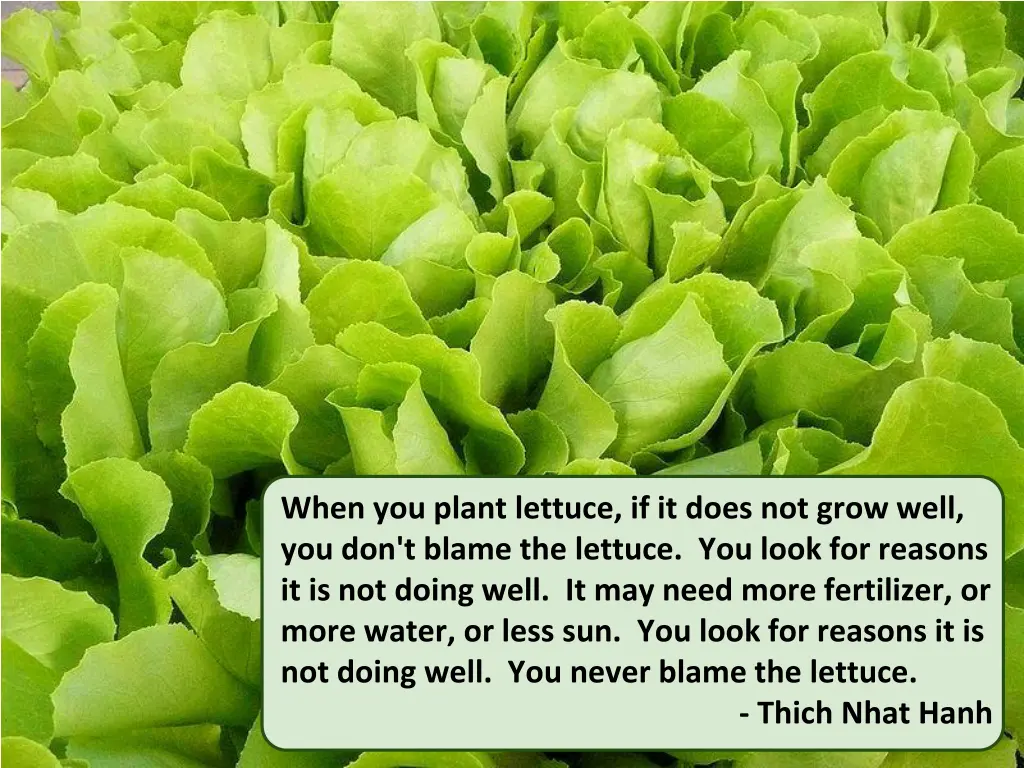 when you plant lettuce if it does not grow well