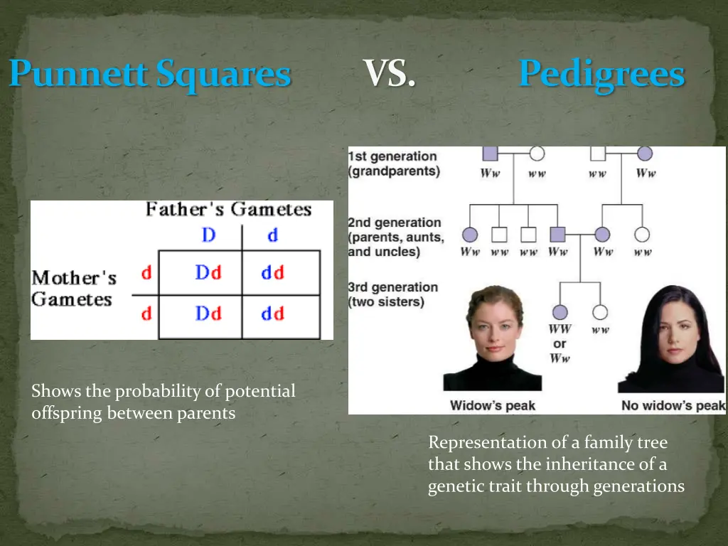 punnettsquares vs