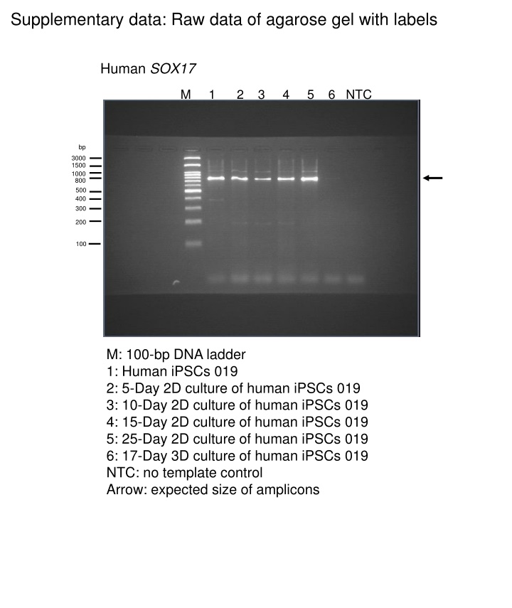 supplementary data raw data of agarose gel with