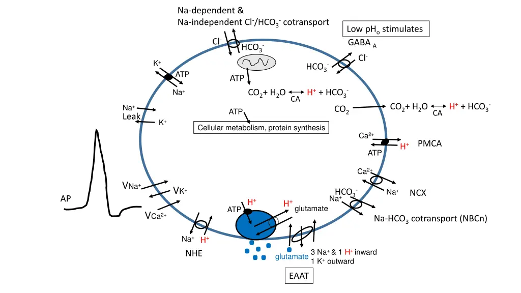 na dependent na independent cl hco 3 cotransport 1