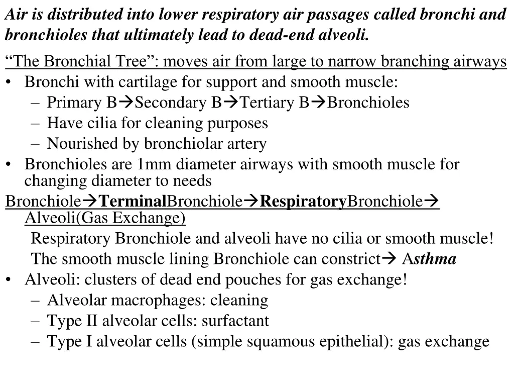 air is distributed into lower respiratory