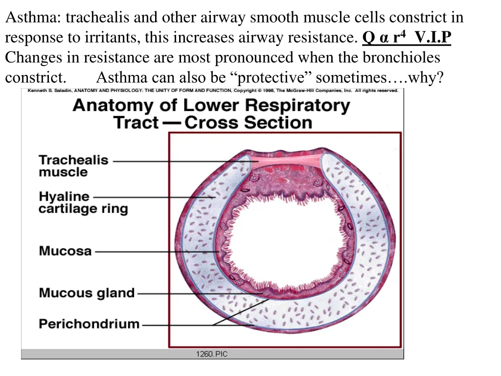 asthma trachealis and other airway smooth muscle