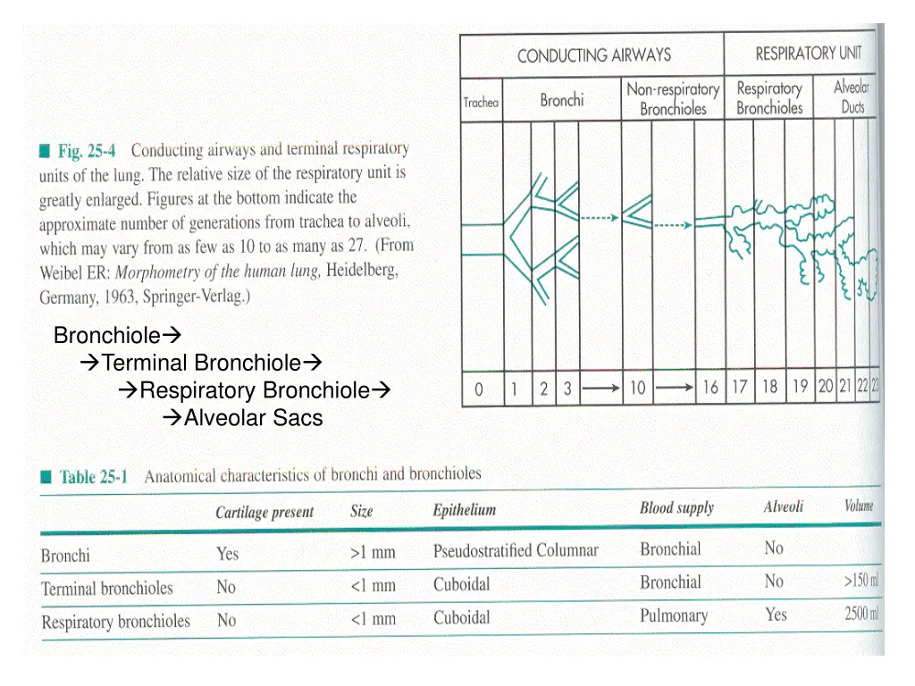 bronchiole terminal bronchiole respiratory