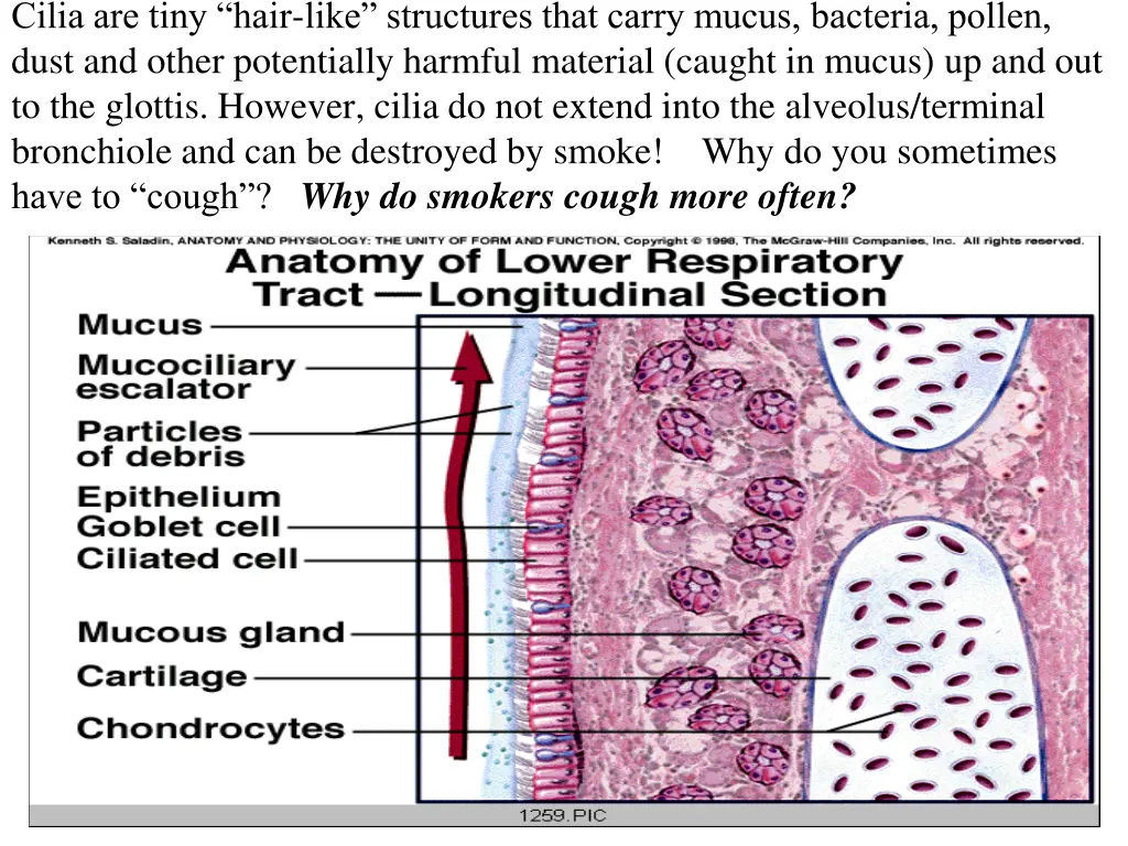 cilia are tiny hair like structures that carry