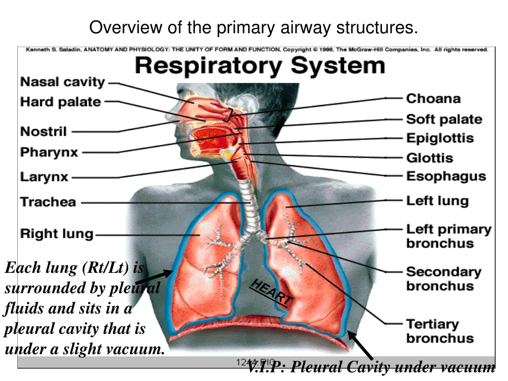 overview of the primary airway structures