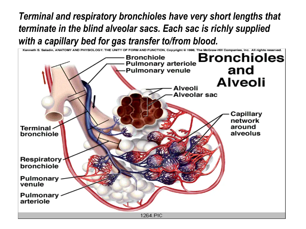 terminal and respiratory bronchioles have very