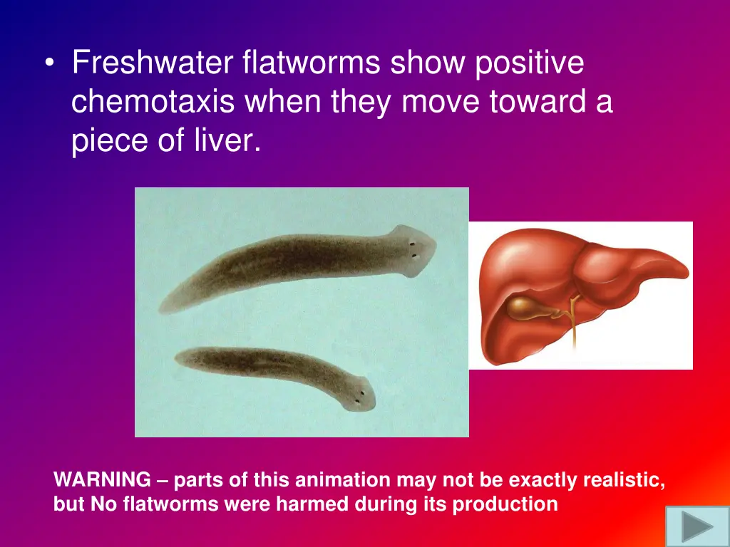 freshwater flatworms show positive chemotaxis