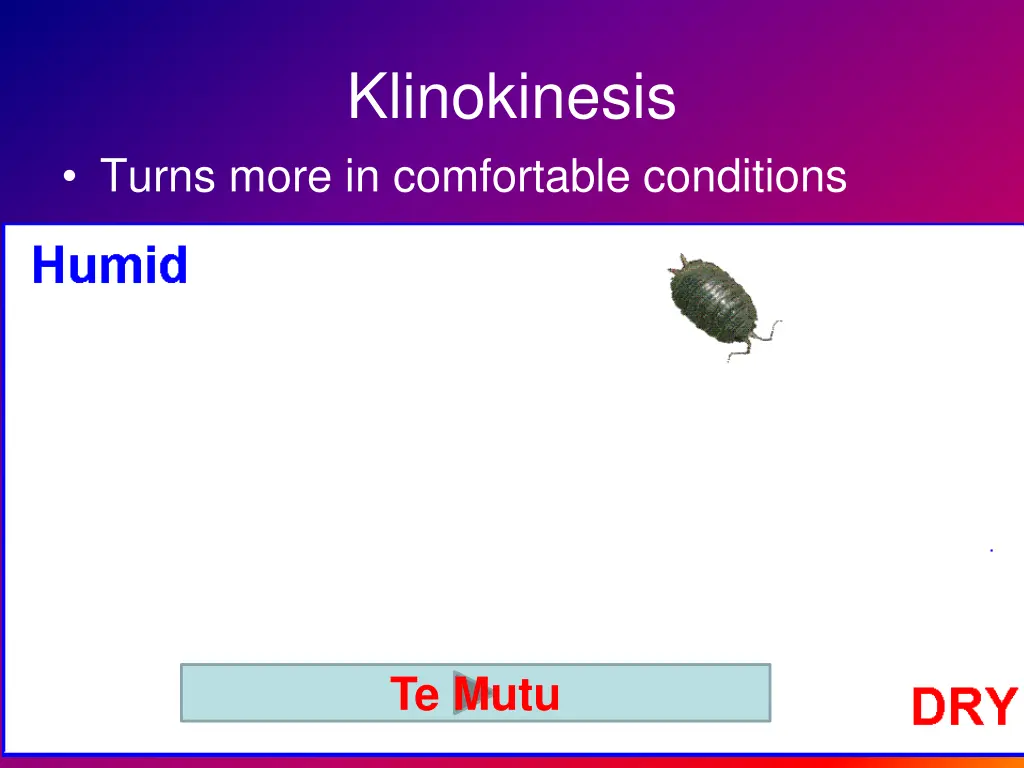 klinokinesis