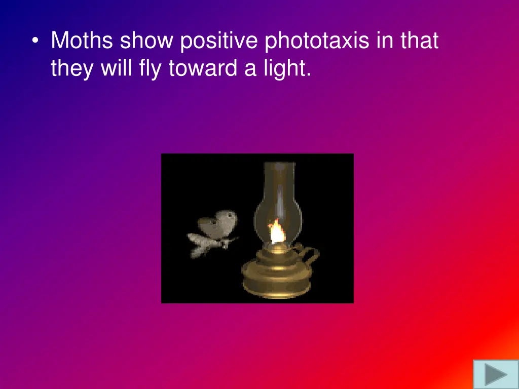 moths show positive phototaxis in that they will