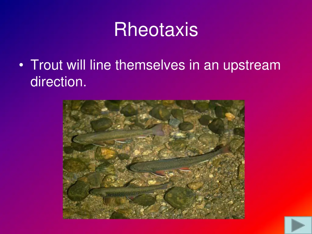 rheotaxis