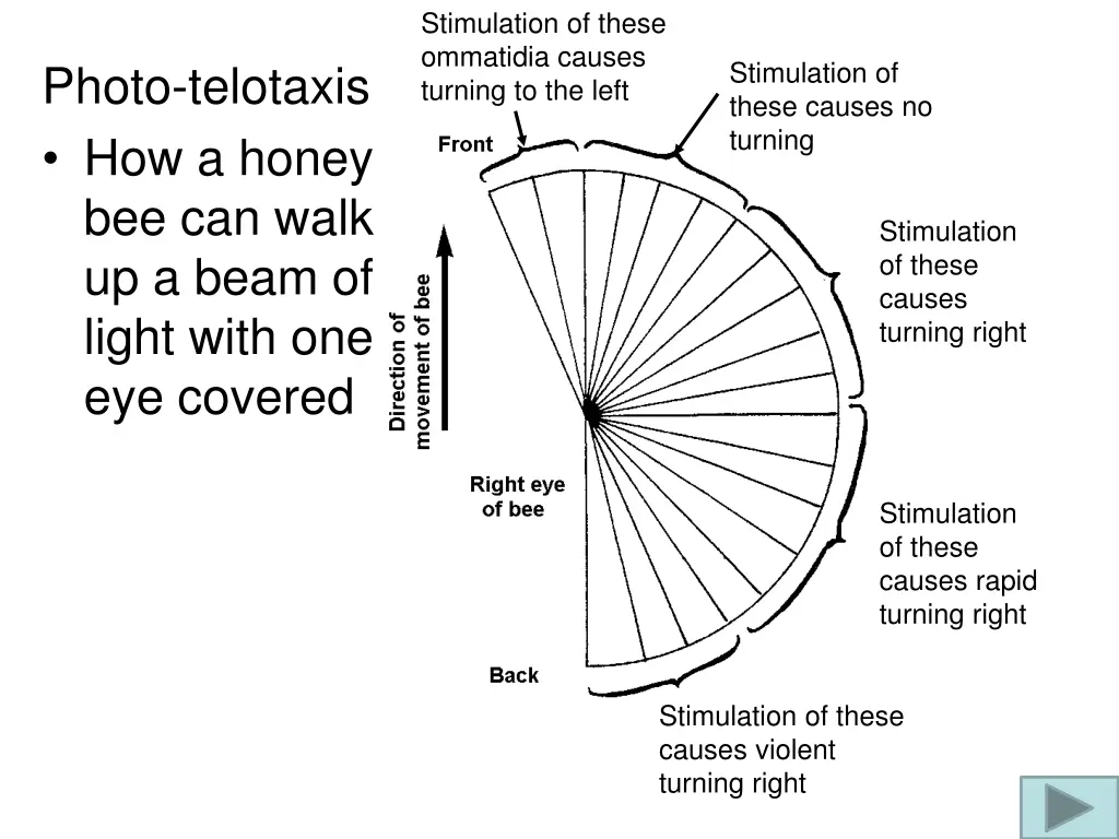 stimulation of these ommatidia causes turning
