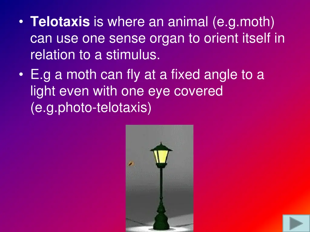 telotaxis is where an animal e g moth