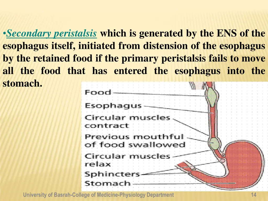 secondary peristalsis which is generated