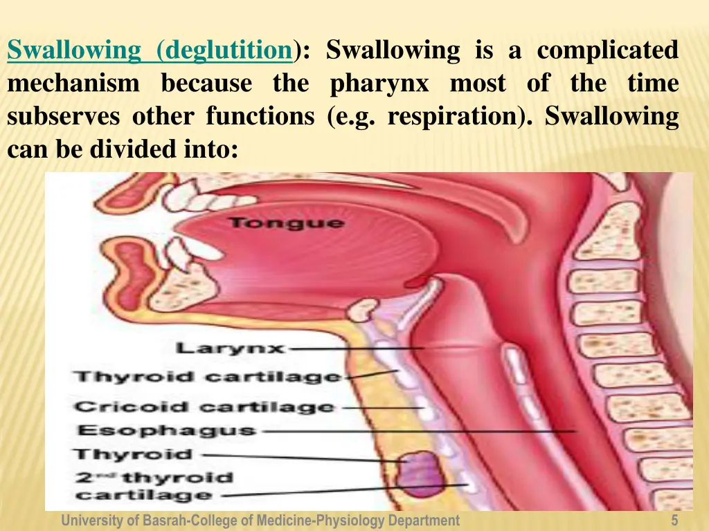 swallowing deglutition swallowing
