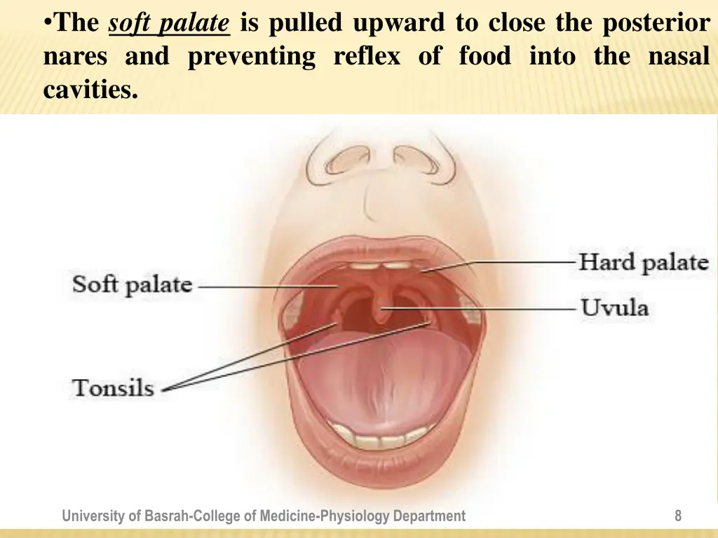 the soft palate is pulled upward to close