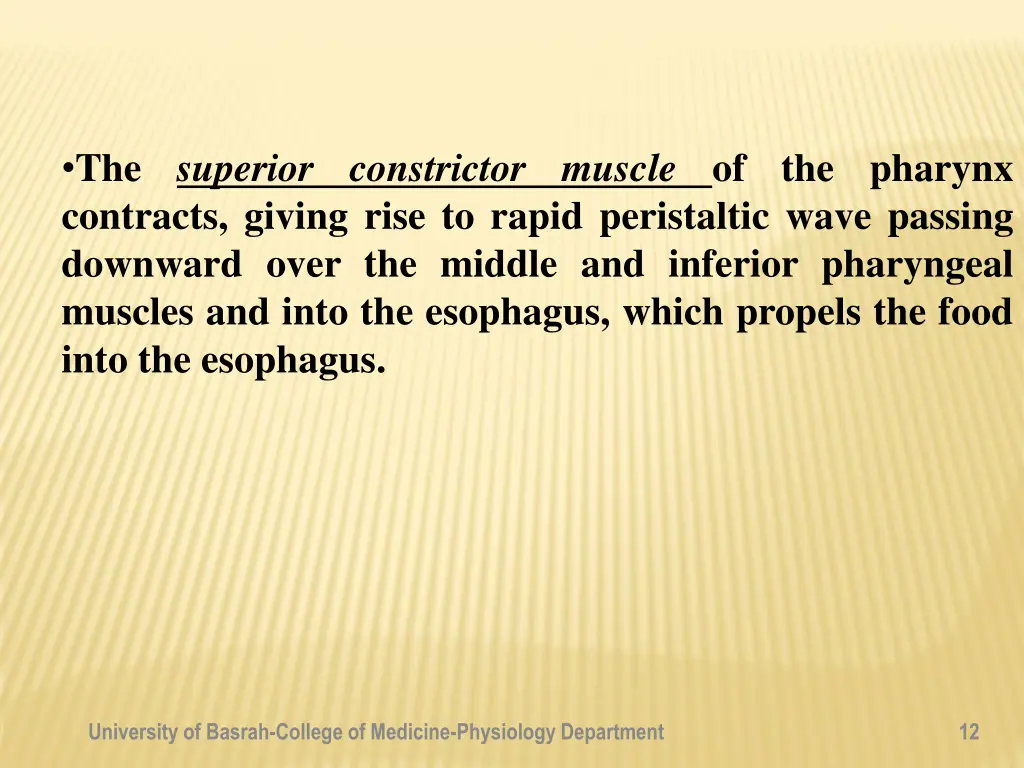 the superior constrictor muscle of the pharynx