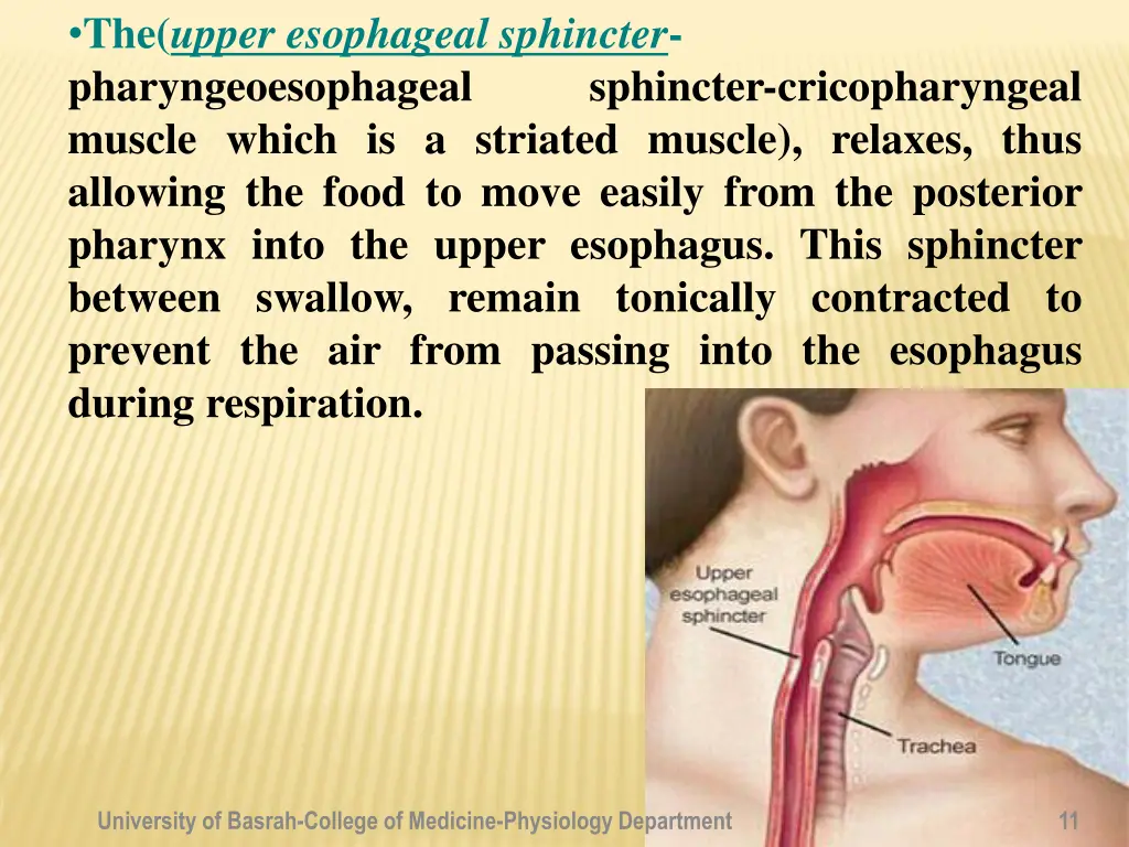 the upper esophageal sphincter